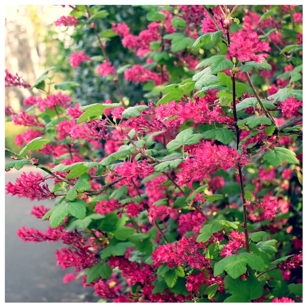 Ribes sanguineum King Edward VII in 2L Pot, Winter Currant 'King Edward VII 3fatpigs®