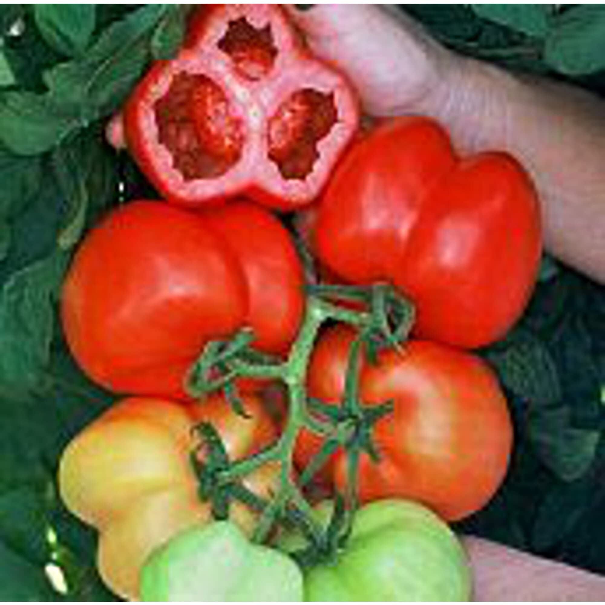 Burgess Stuffing Tomato Seeds (20+ Seeds) | Non GMO | Vegetable Fruit Herb Flower Seeds for Planting | Home Garden Greenhouse Pack