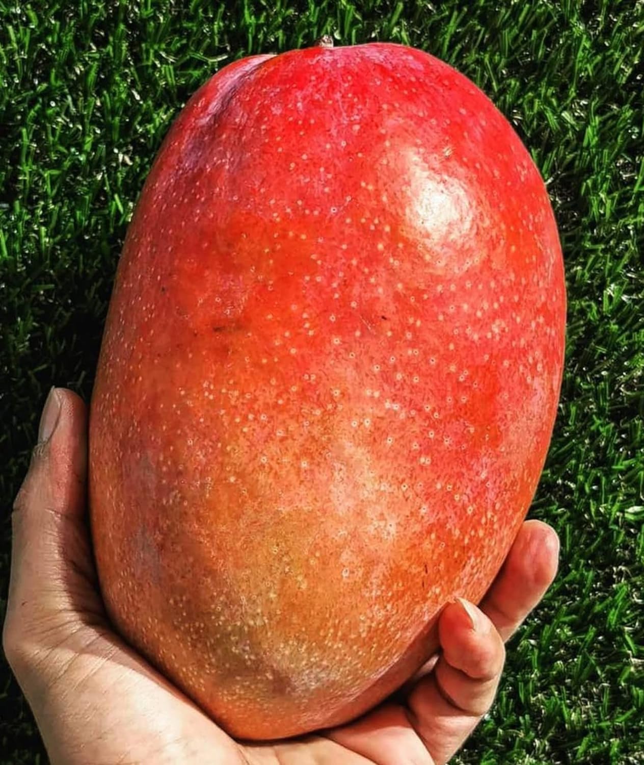 Native Earth Nursery  Irwin Mango Grafted Plant  Hybrid Live Plant Height- 3feet, Pack Of 1 Health Plant on Grow Bag For Home Garden (B0CKTY5SQF) Amazon Price History, Amazon Price Tracker