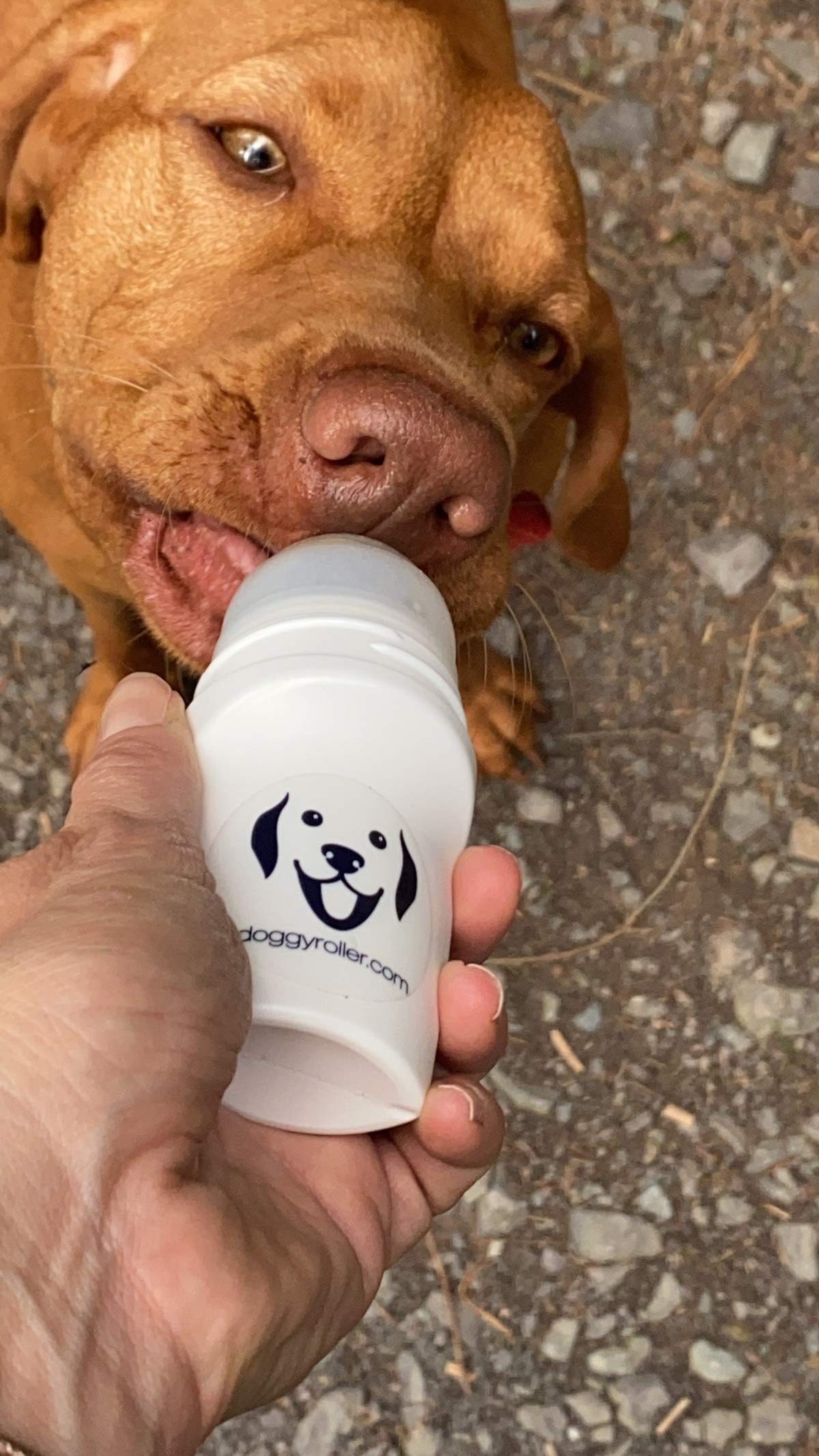 Hunde Smoothie SmoothieDog 6er Mix + Doggyroller m. Halter, Karabiner Blau - je 1x: Huhn, Rind, Lamm, Ente, Immunio, Veggie - Flüssiges Hundeleckerli - Zucker- & glutenfrei - Zubehör Hund - je 250ml