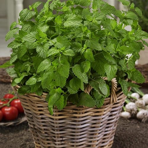 Miniatura 5 de Outsidepride Perennial Melissa Officinalis - Bálsamo de limón culinario plantas de jardín de hierbas aromáticas 5000 semillas