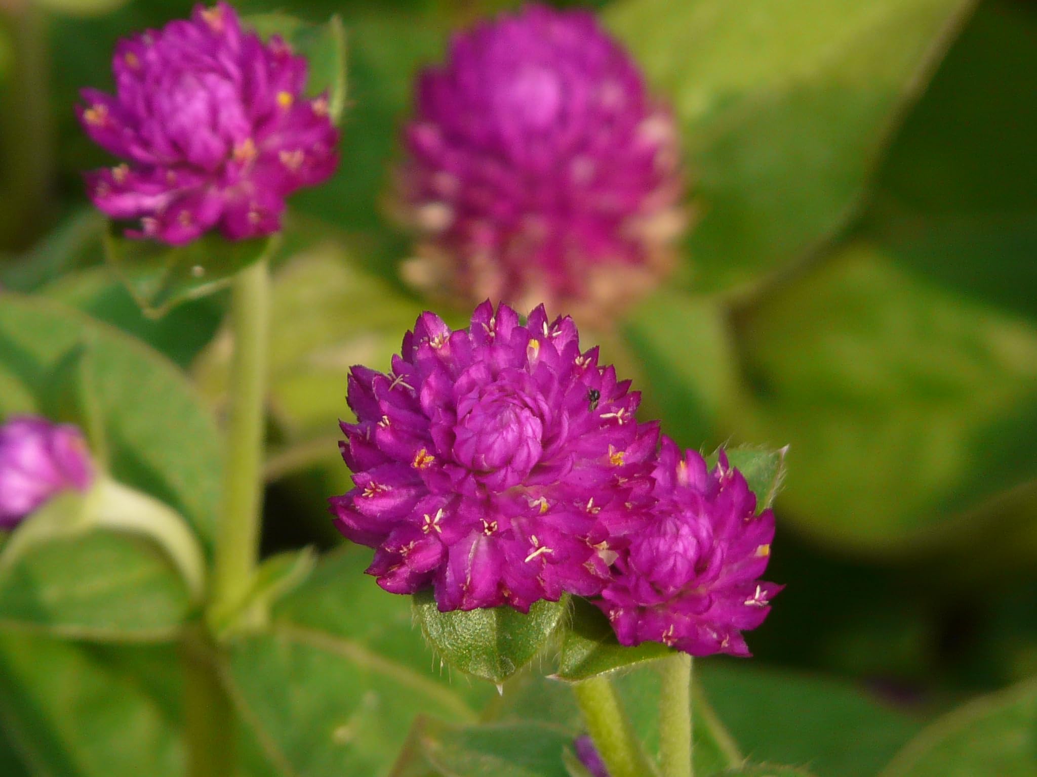 ASPEN® Gomphrena Purple Flower/Vadamalli Poo Healthy Live Plant With Safe & Secure Packing (LIVE Plant-187_Baz)-image-27