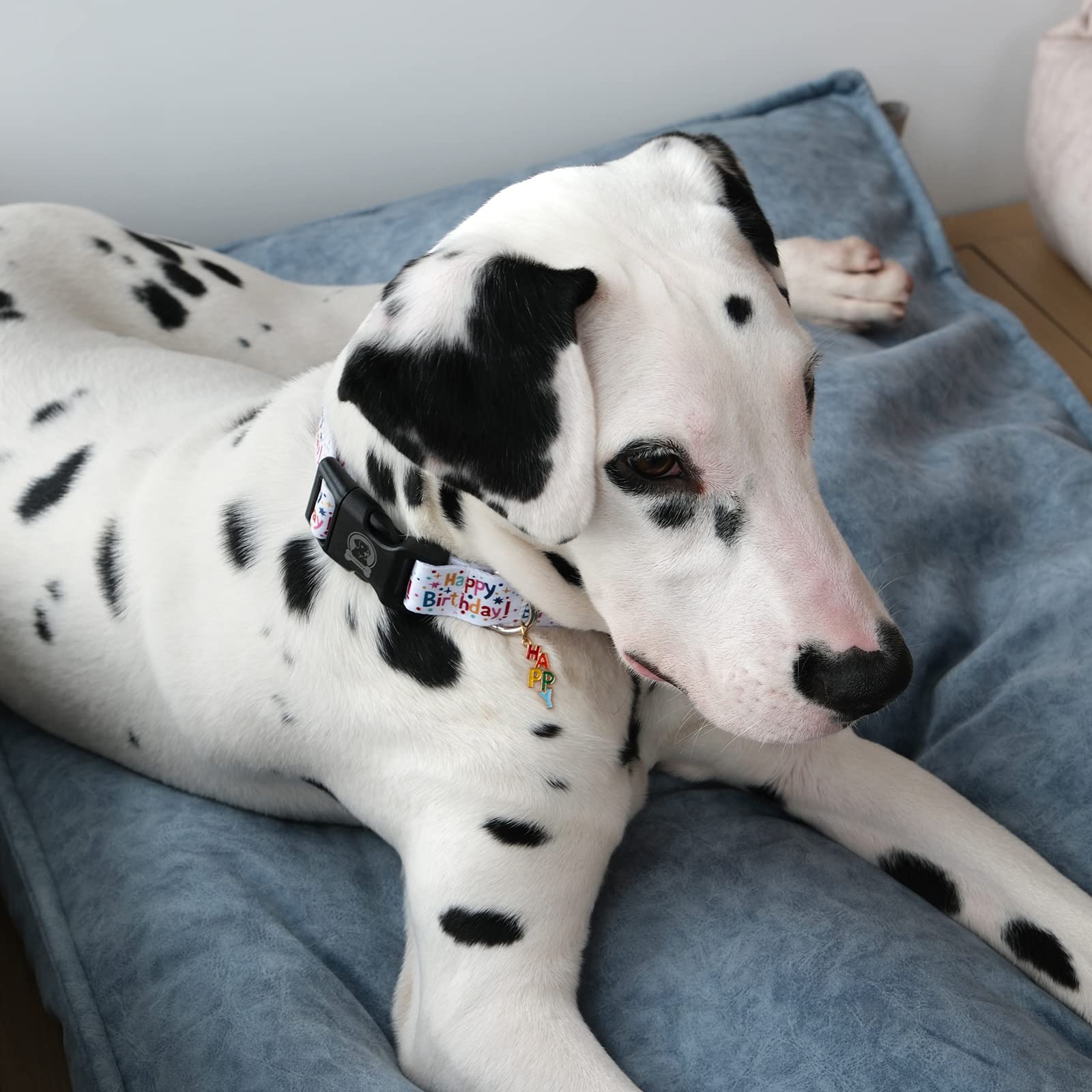 MR. CHUBBYFACE Hundehalsband mit Mustern, weich, verstellbar, für kleine und mittelgroße und große Hunde