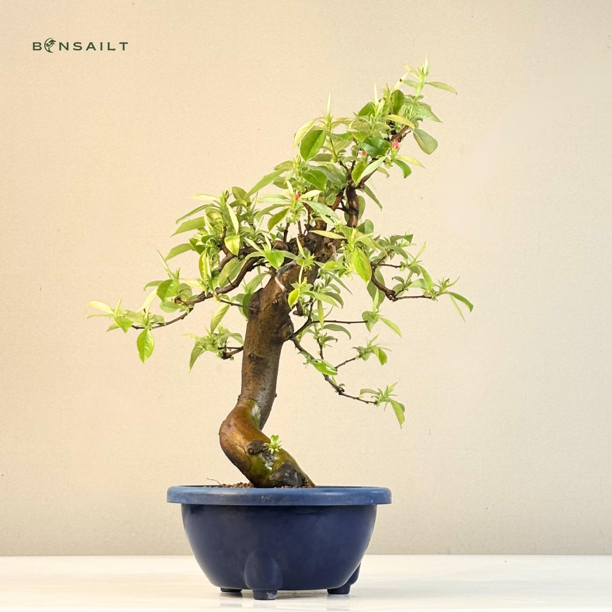 Chinesische Quitte Bonsai – Pseudocydonia sinensis – Outdoor Bonsai Baum – Blühender & Fruchttragender Bonsai – Premium Qualität