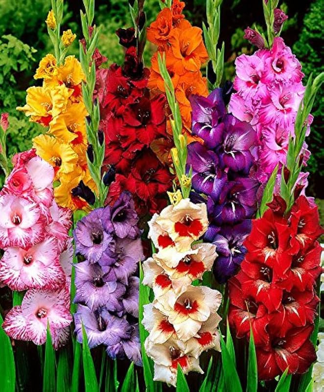 Flower Bulbs Gladiolus/Sword Lilly Multi Colours Flower Bulbs for Planting Pack of 2