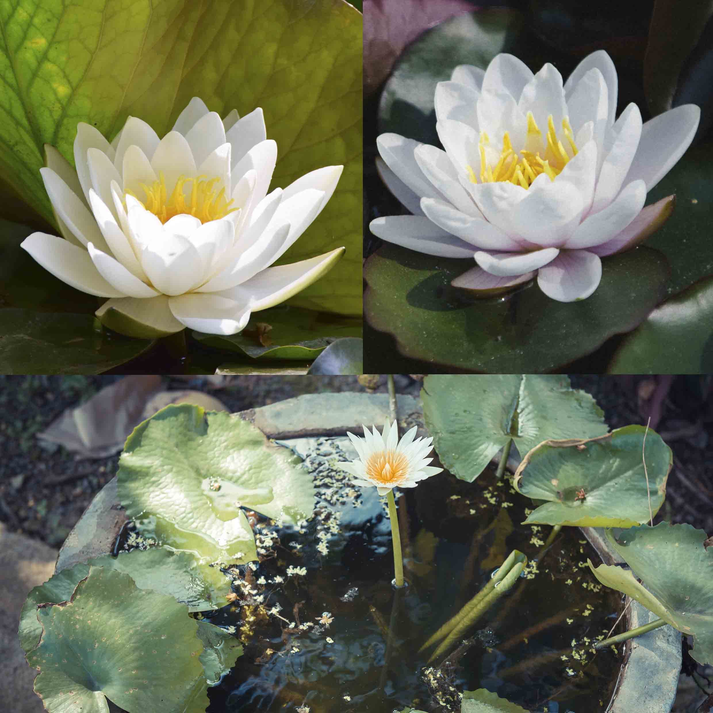 Echte Seerosen Winterhart im bunten Mix Teich Pflanzen, Aquarium Pflanzen Teichpflanzen im Pflanzkorb Wasserpflanzen Seerose Nymphaeae Anzuchtset Teichpflanzen winterhart (1 Seerose weiß)