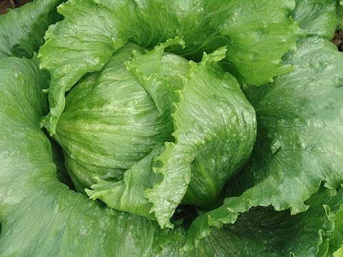 Miniatura 8 de Lechuga Crisphead Iceberg Green Buttercrunch para ensalada Vegetales sin OMG para plantar 1000 semillas