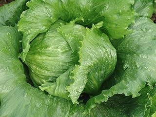 CEMEHA SEEDS Lettuce Salad Iceberg Crispy Vegetable Outdoor Indoor Garden Heirloom Non-GMO