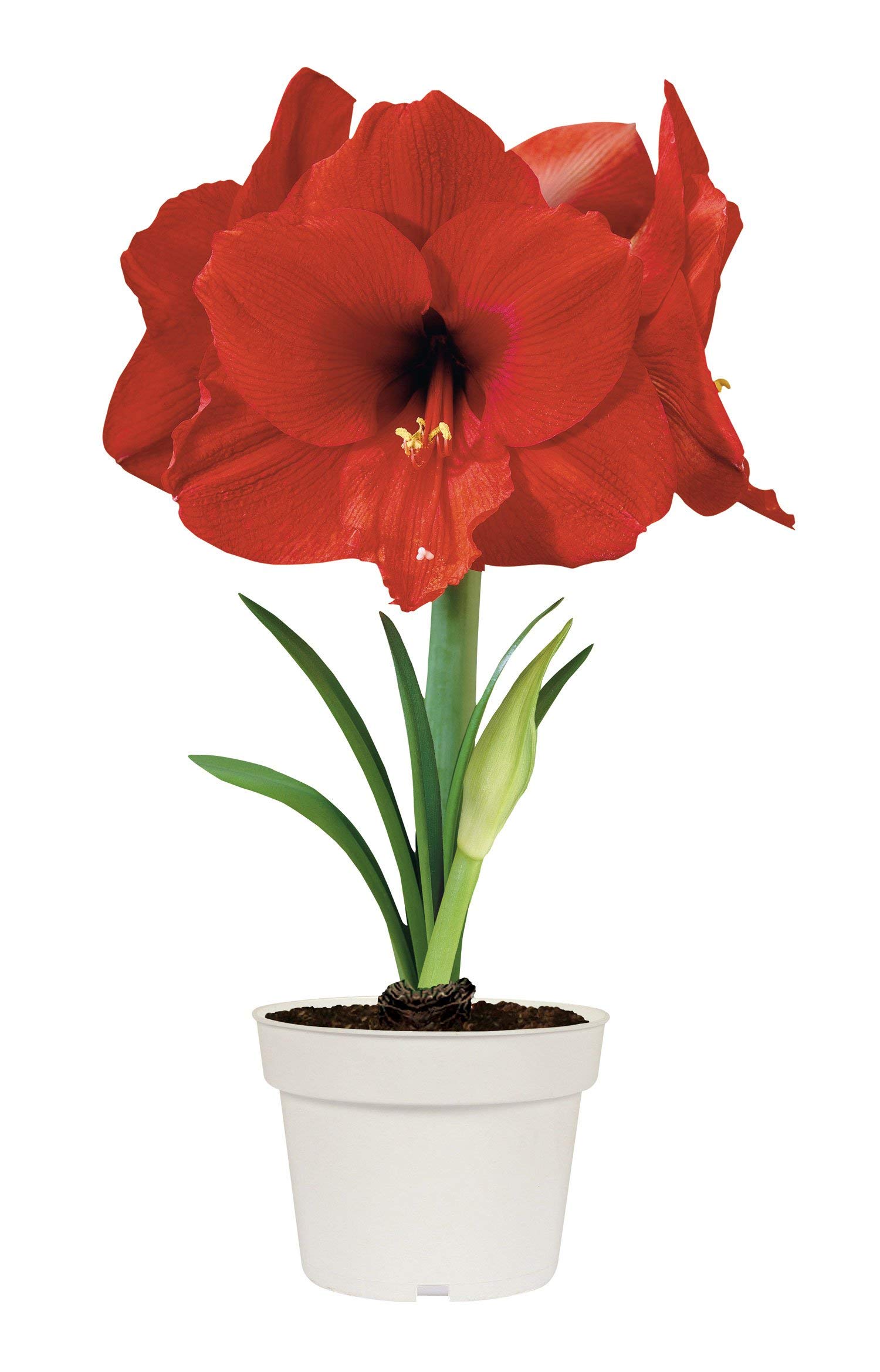 Buy Amazing Amaryllis Bulb Hippeastrum let Delight Grow Kit 2426cm Bulb Grow Mix er
