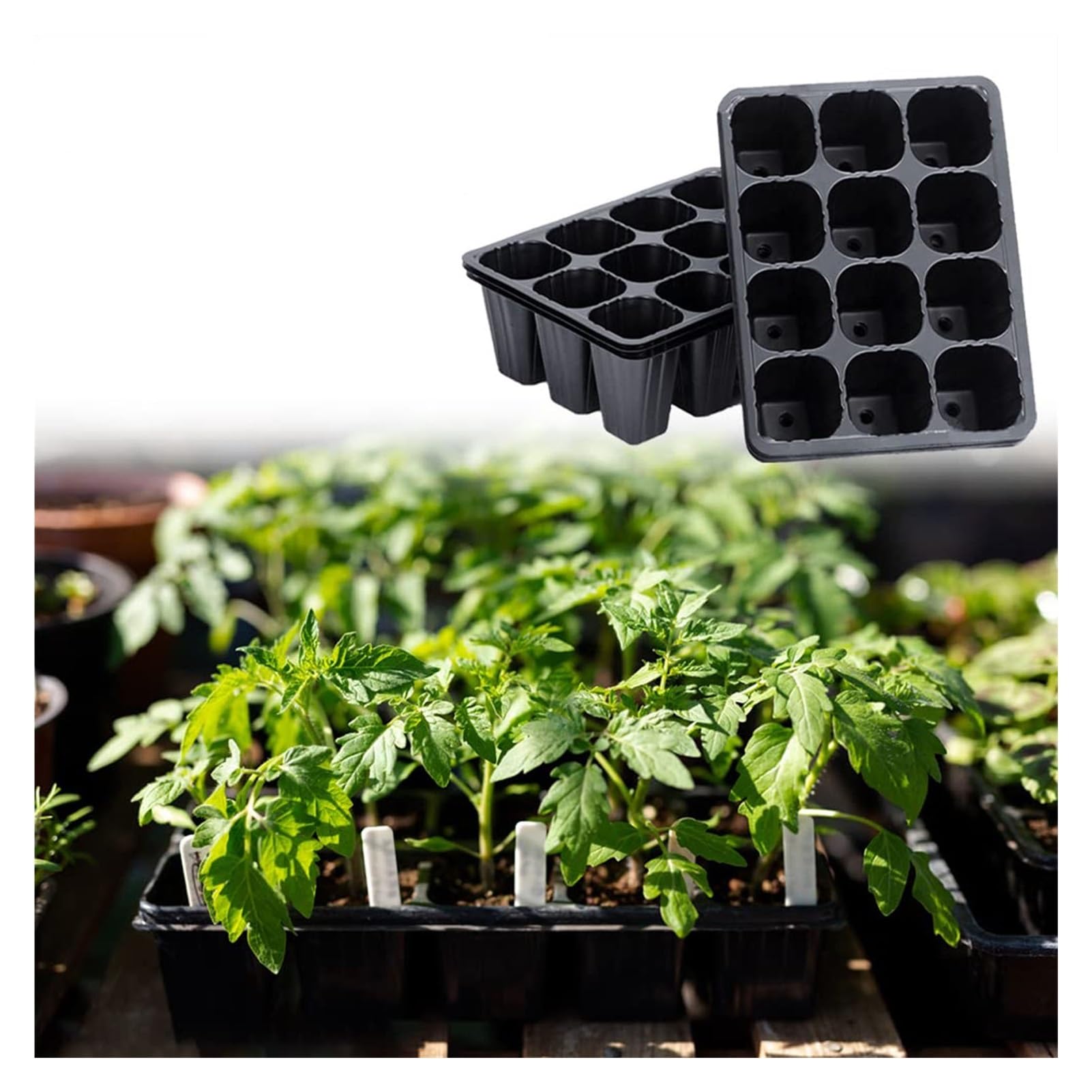 Bandejas for plántulas, 20 Unidades de 12 Celdas for germinación y propagación de Plantas, for hortalizas, Frutas y huertos. Bandejas de plástico for viveros.