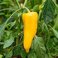 Vista 12 de Eden Brothers Semillas de Pimiento Dulce - Pimentón Alma