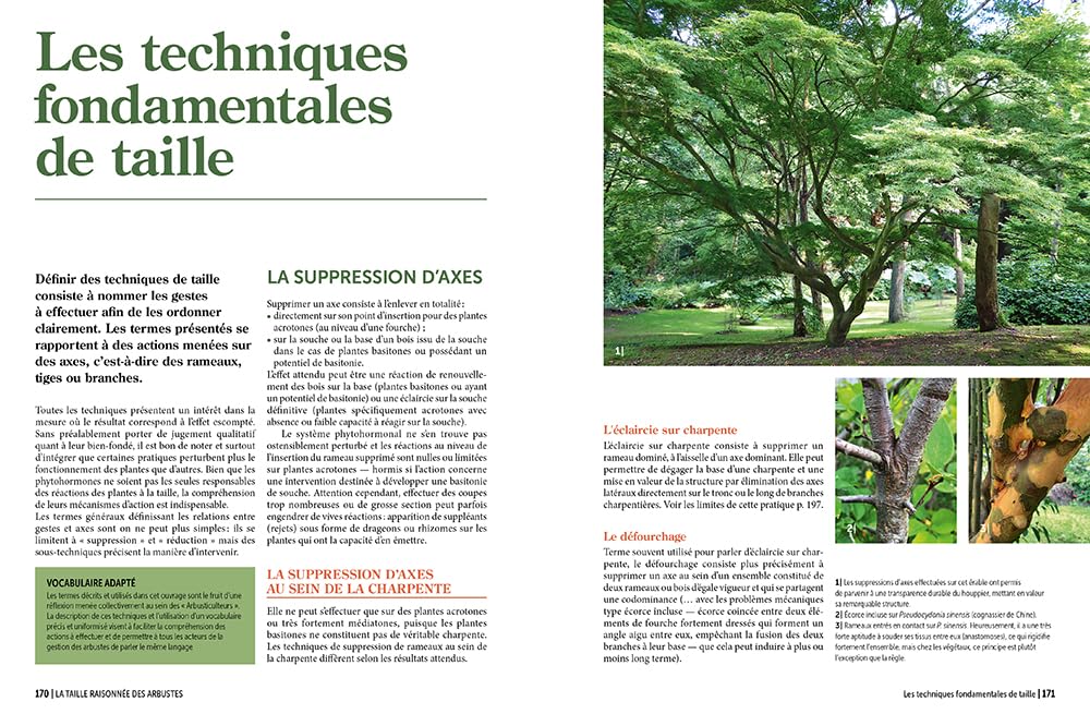 Encyclopédie Prieur - La taille raisonnée des arbustes