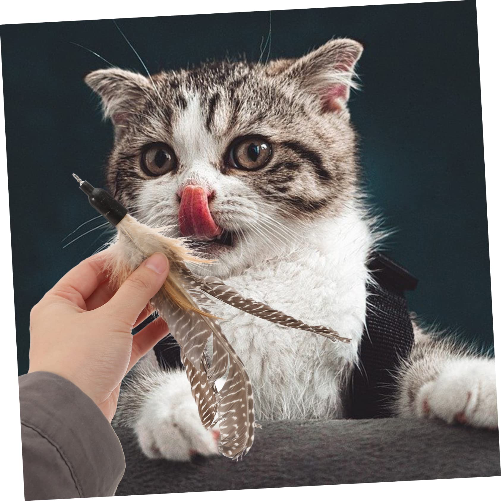 FOMIYES Lot De 5 Pièces De Rechange pour Jouets pour Chats Jouets Interactifs À pour Chatons 8 Pièces X 5
