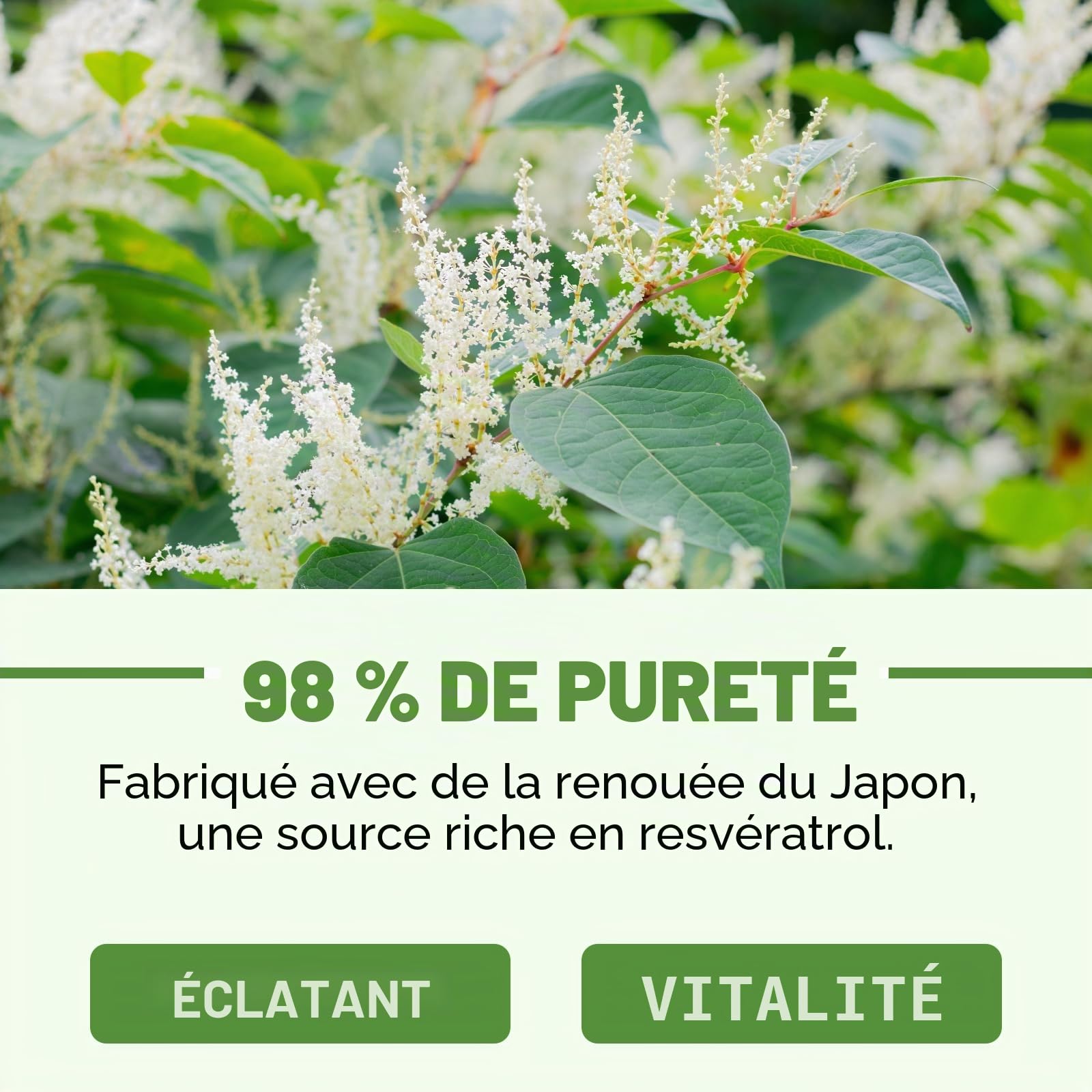 Resvératrol Liposomal 1200 mg, Trans-Resvératrol 98% Pur, Extrait de Renouée du Japon, 120 Gélules