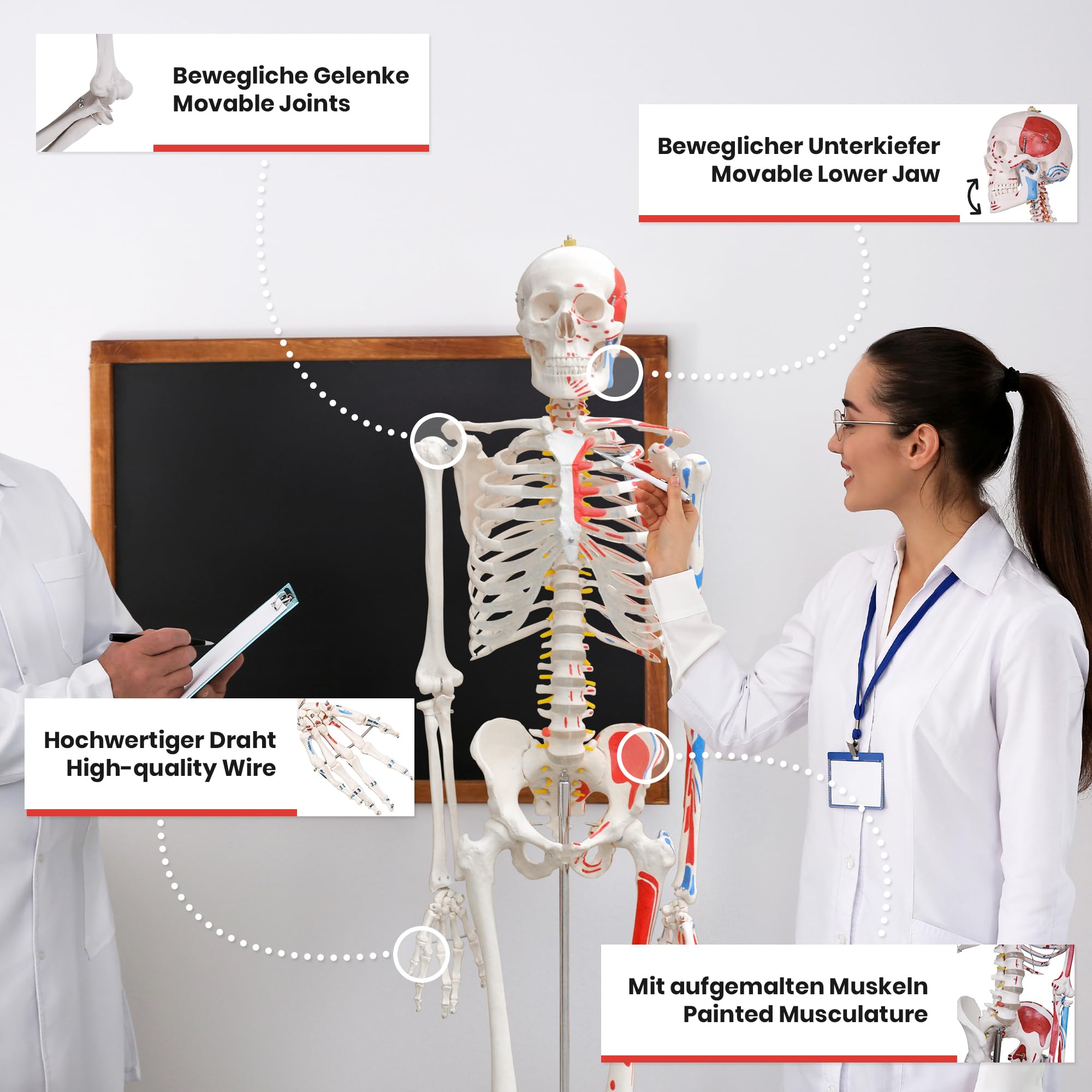Jago® Anatomiczny szkielet – naturalnej wielkości, z plakatem, stojakiem, ruchomymi kończynami – szkielet ludzki, anatomiczny model ciała, do nauki medycyny, szkoły, kliniki, fizjoterapii