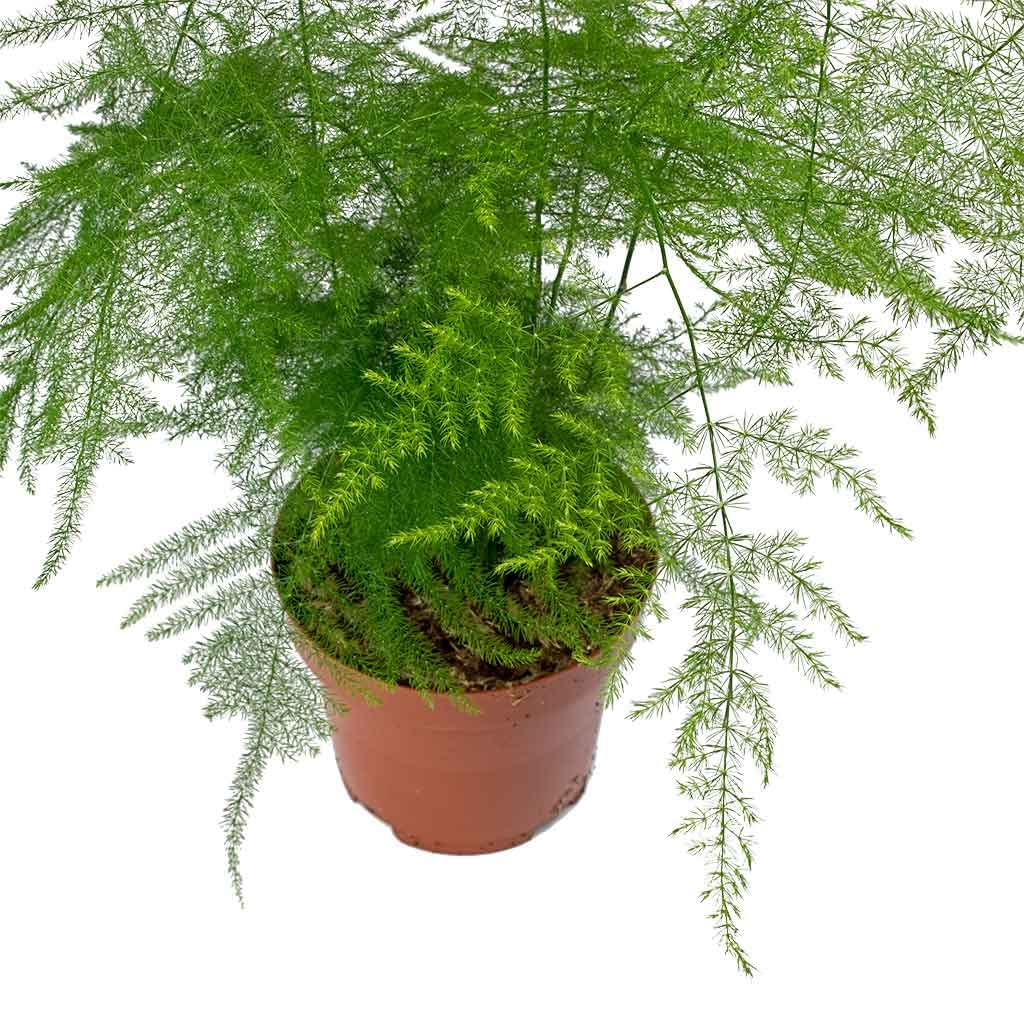 Ashokavanam Asparagus setaceus lace Fern Plant (B0BGQ9SF5B) Amazon Price History, Amazon Price Tracker