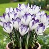 Perennial Crocus for Planting/Rare and Beautiful Saffron Bulbs in Bulk/Planting for Stunning Garden Displays-4 Bulbs-E