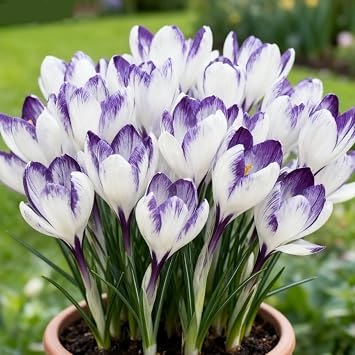 Perennial Crocus for Planting/Rare and Beautiful Saffron Bulbs in Bulk/Planting for Stunning Garden Displays-4 Bulbs-E