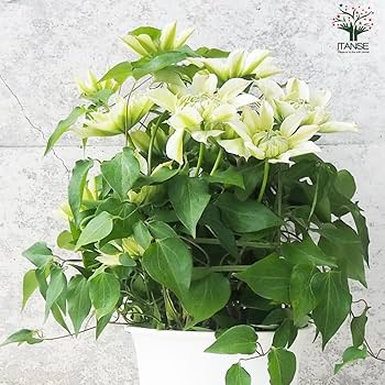 クレマチス　５種　　専用 クレマチス：花園5号鉢（パテンス系・八重咲） * の通販 | 園芸