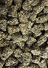 OSMOCOTE EXACT 10-8-17+2MG+OE Fertilizer (Per 10 Cones)