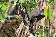 Review Image by C. Long C. Long