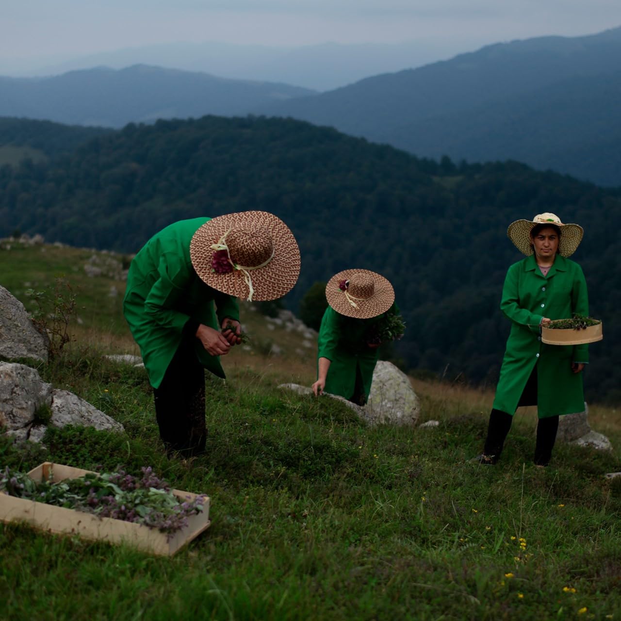 Armenian Herbal Tea – Premium Herbs & Wild Dry Fruits Collection | 12 Individually Wrapped Tea Bags (0.28 oz Each) | Handcrafted Mountain Botanicals with Mint, Sea Buckthorn, Cornelian Cherry & Pomegranate | Elegant Gift Box for Wellness & Refreshment