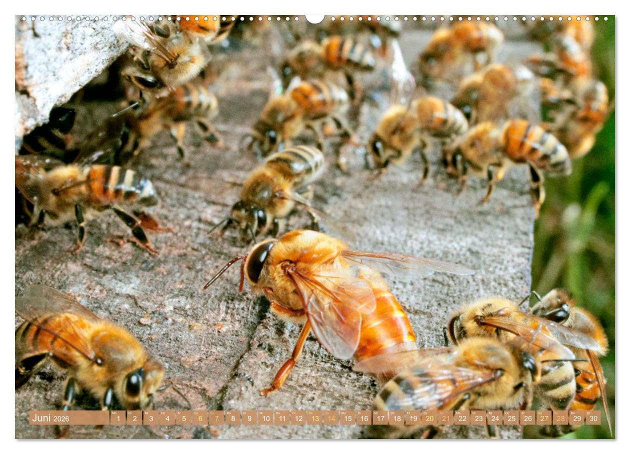 Der Imker: Leidenschaft für die Bienen (hochwertiger Premium Wandkalender 2026 DIN A2 quer), Kunstdruck in Hochglanz: Die fleißigen Bienen: Blumes Liebling im Garten (CALVENDO Tiere)