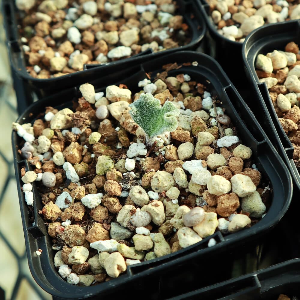 Amazon｜【植物】鉢植 エリオスペルマム・チタノプソイデス【希少