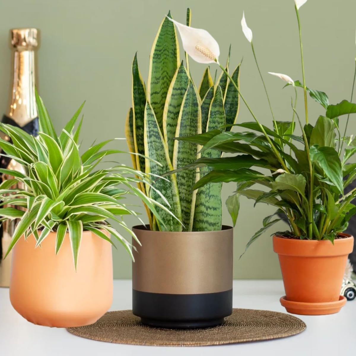 3 x Air Purifying Plants Spider Plant Chlorophytum, Spathiphyllum Peace Lily, Snake Plant Sansevieria Laurentii in 10-12 cm pots - Image 2
