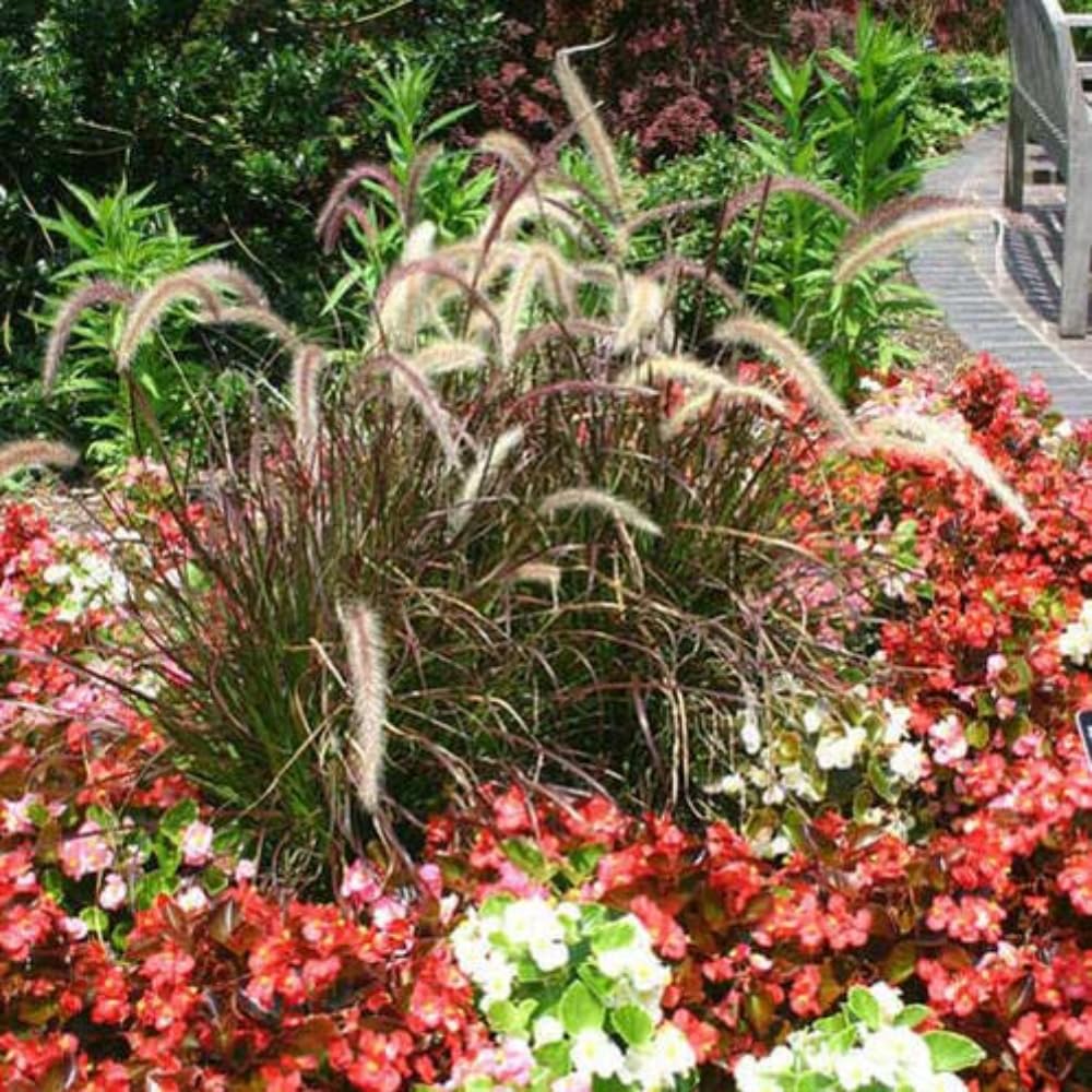 Amazon.co.jp: [World Fantasy Garden] グラス 苗 ペニセタム パープル