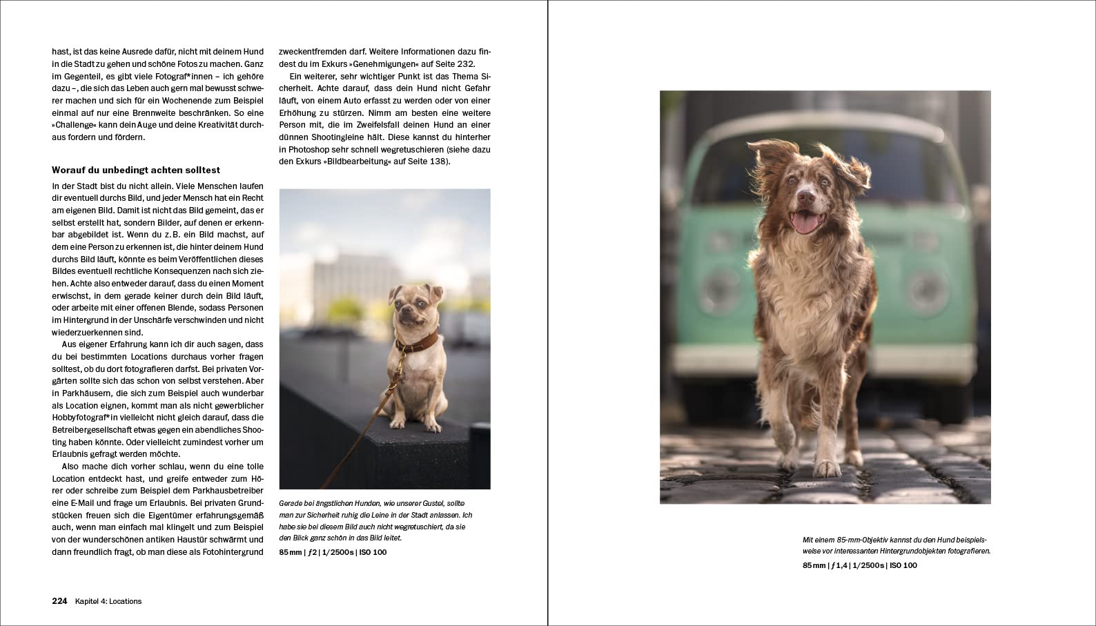 Hundefotografie: Fellnasen liebevoll in Szene setzen. So gelingen Hundeporträts mit Ausdruck und Witz – draußen und im Studio. 350 Seiten Profi-Wissen