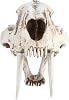 Simulation Animal Skull Model, Skull Skeleton, Simulation Scale Production with Excellent Workmanship, Luxury Desktop Di for