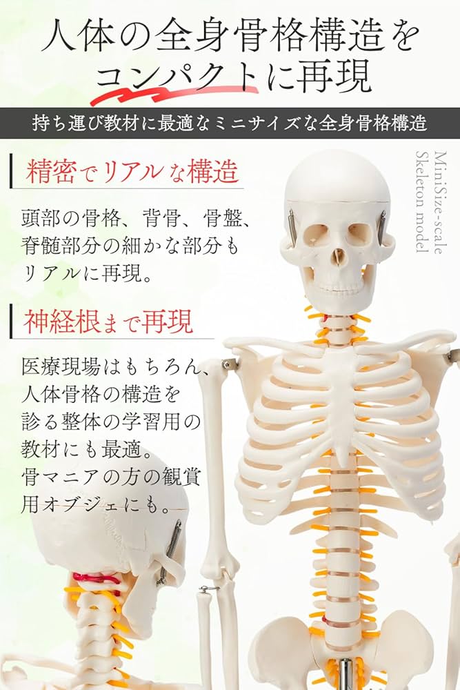 限定地域はお届け無料☆医学玄人 IGAKURO 神経全身骨格模型 1/2サイズ 限定地域はお届け無料☆医学玄人 IGAKURO 神経全身骨格模型 1/2