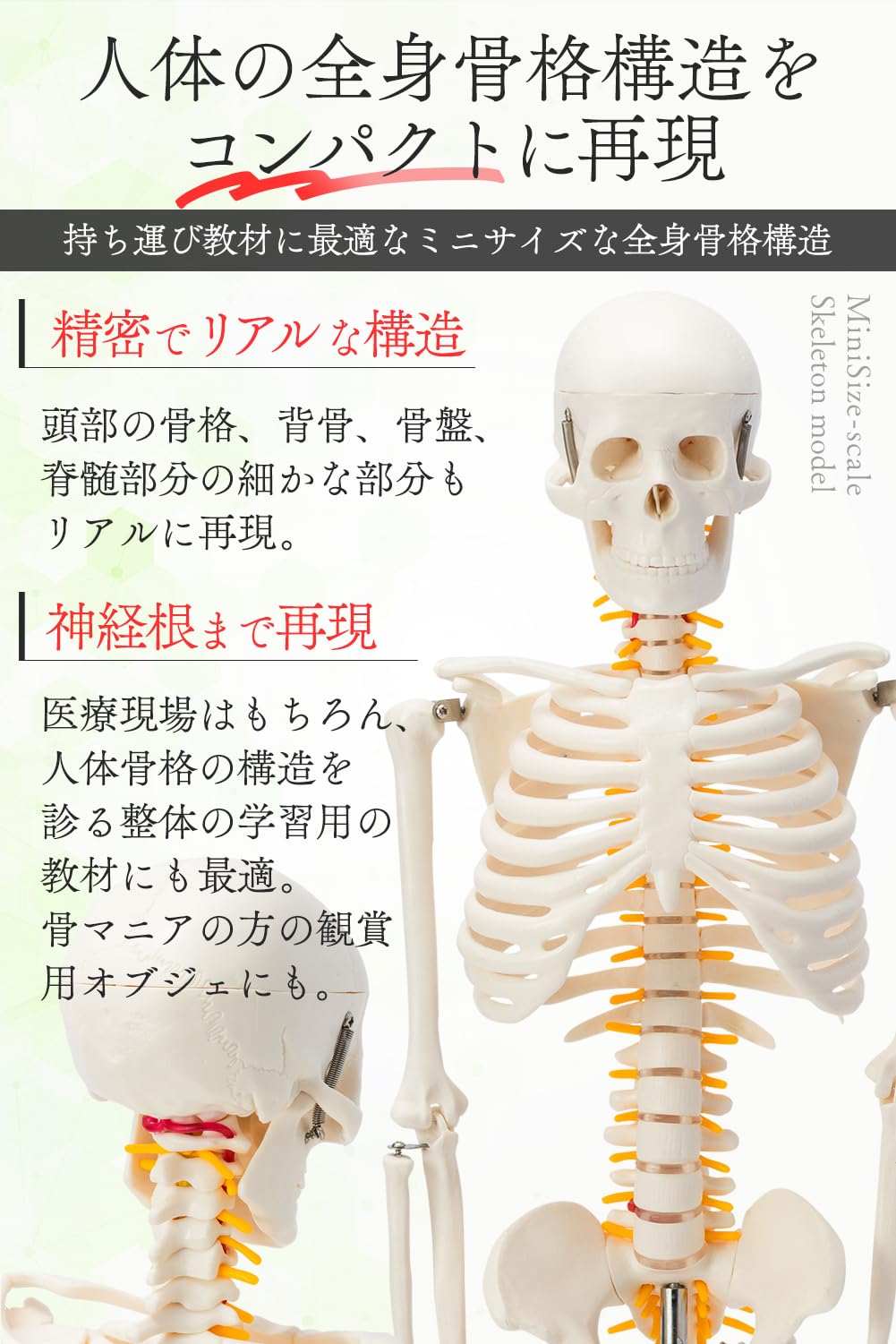 Amazon.co.jp: 【国際規格認証品】ミニ 人体模型 85cm 神経根