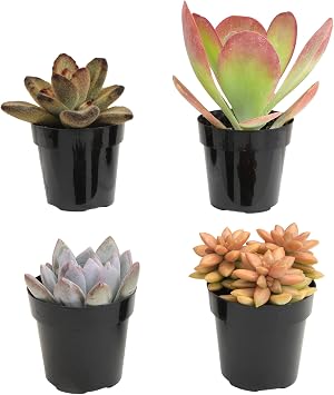 Desert Fire Multicolor Live Succulents 4PK