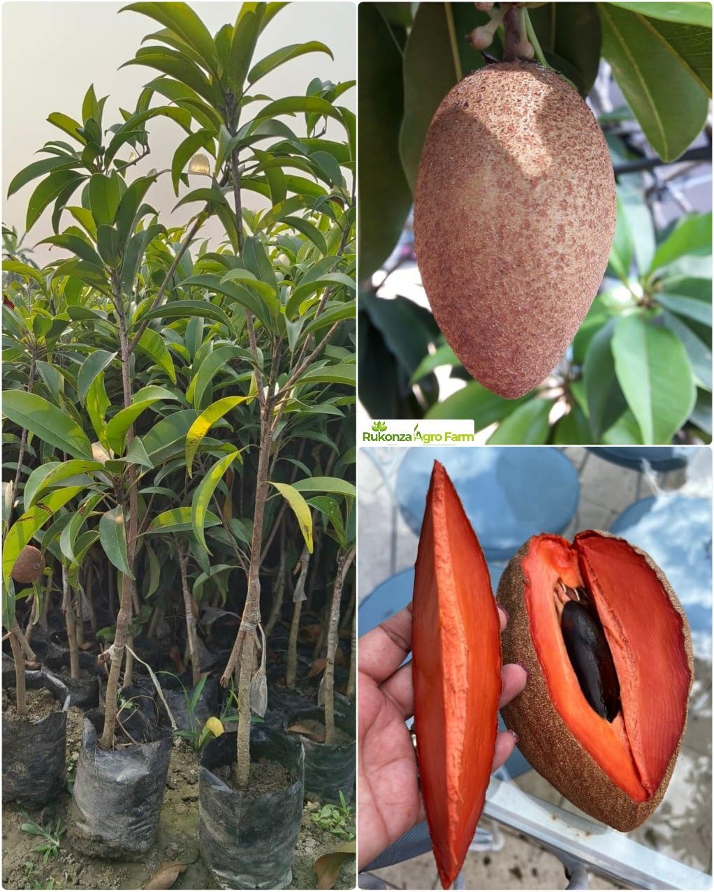 Rukonza THAI SAPOTA CHIKU (Sapodilla) Zapote Chico Grafted Dwarf Variety Manilkara Zapota Plant (1 Healthy Live Tree Height 2-3 feets) (B0DBQK6PW1) Amazon Price History, Amazon Price Tracker