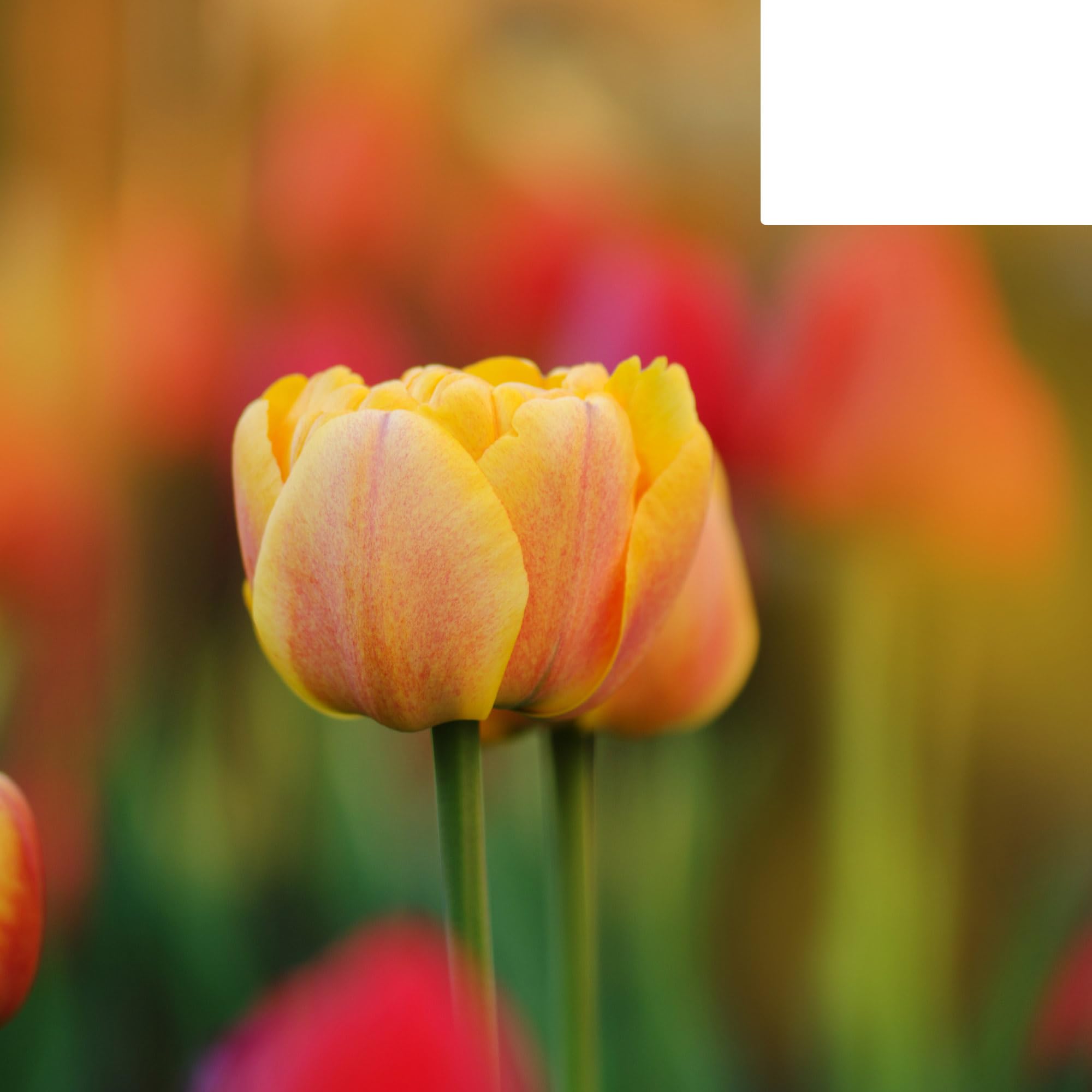 Bulbi di tulipano 'Iconic' | 20 pezzi | Tulipano arancione a fiore doppio - 30-50cm - Ø5cm - bulbo di fiore - Pianta da giardino
