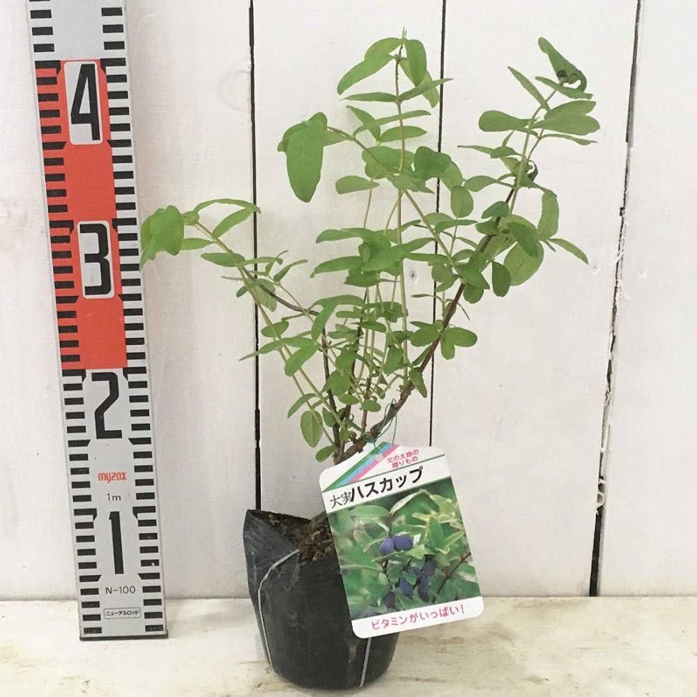 Amazon | ハスカップ 苗木 優良系ハスカップ 12cmポット苗 ハスカップ