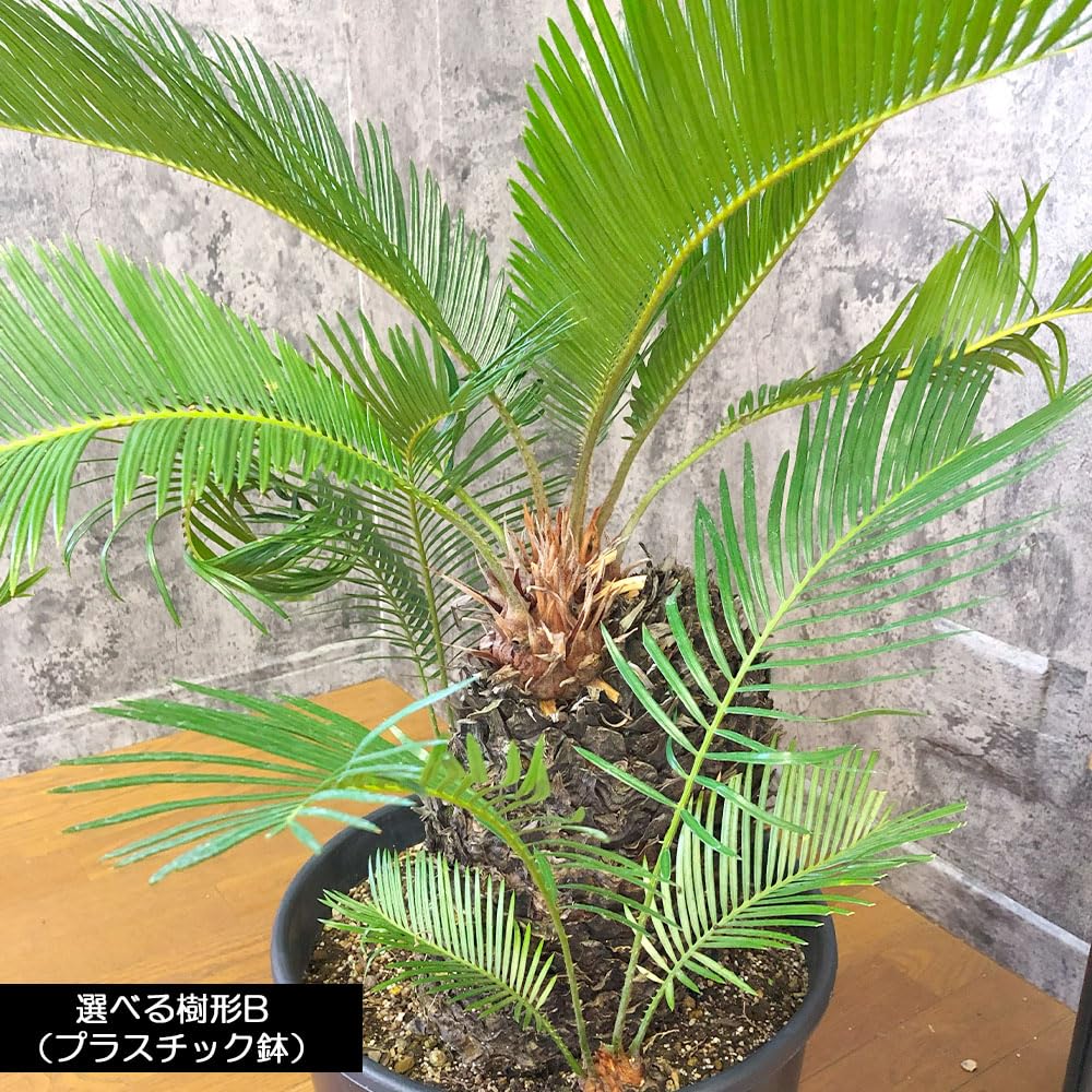 【現品・鉢まま出荷】ソテツ　大鉢 Amazon｜観葉植物 大型 ソテツ 選べる樹形 現品 選べるサイズ 10号 11