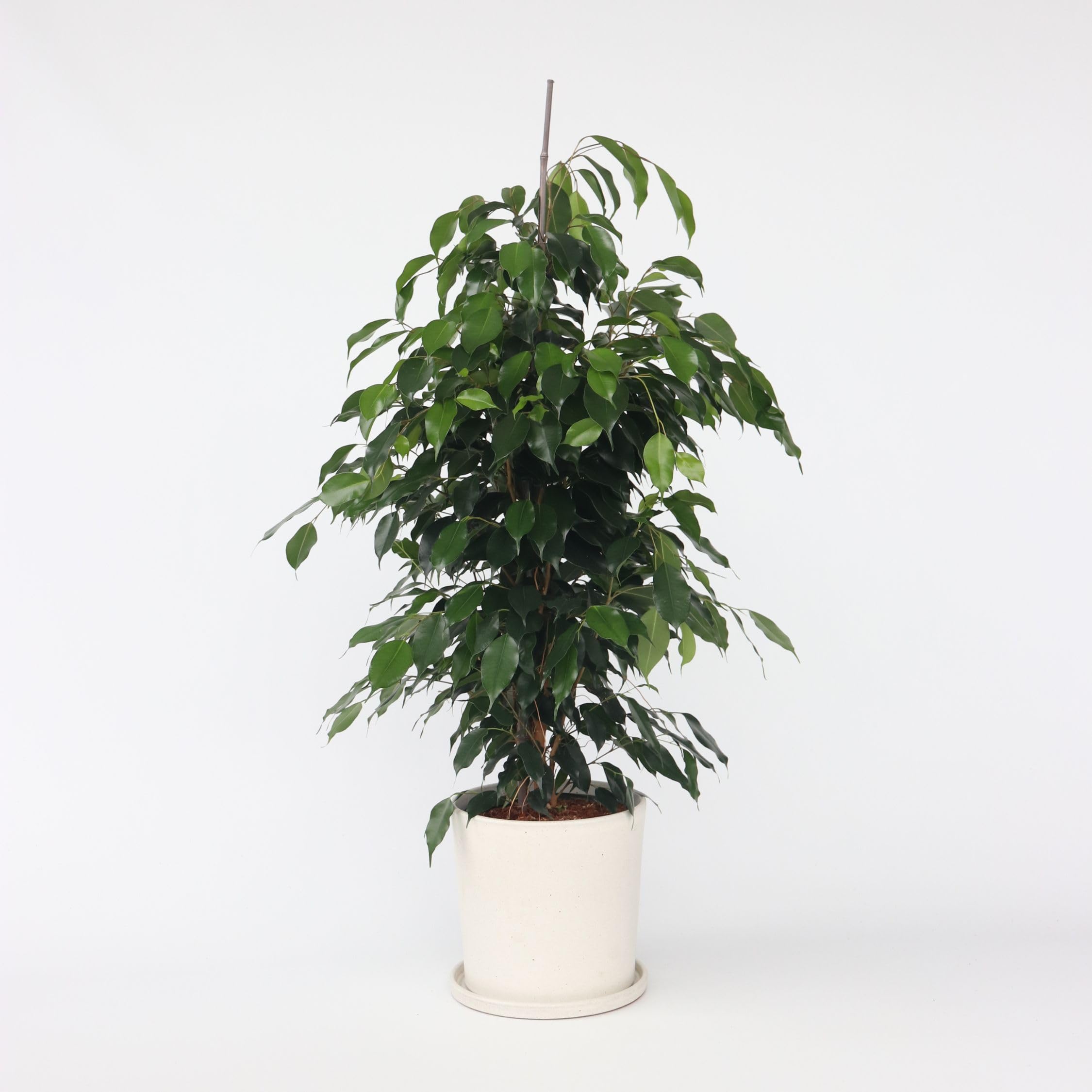 Plant in a Box - Ficus benjamina Danielle - Real Houseplant Large - Fiddle Plant - Doniczka 21cm - Wysokość 100-110cm