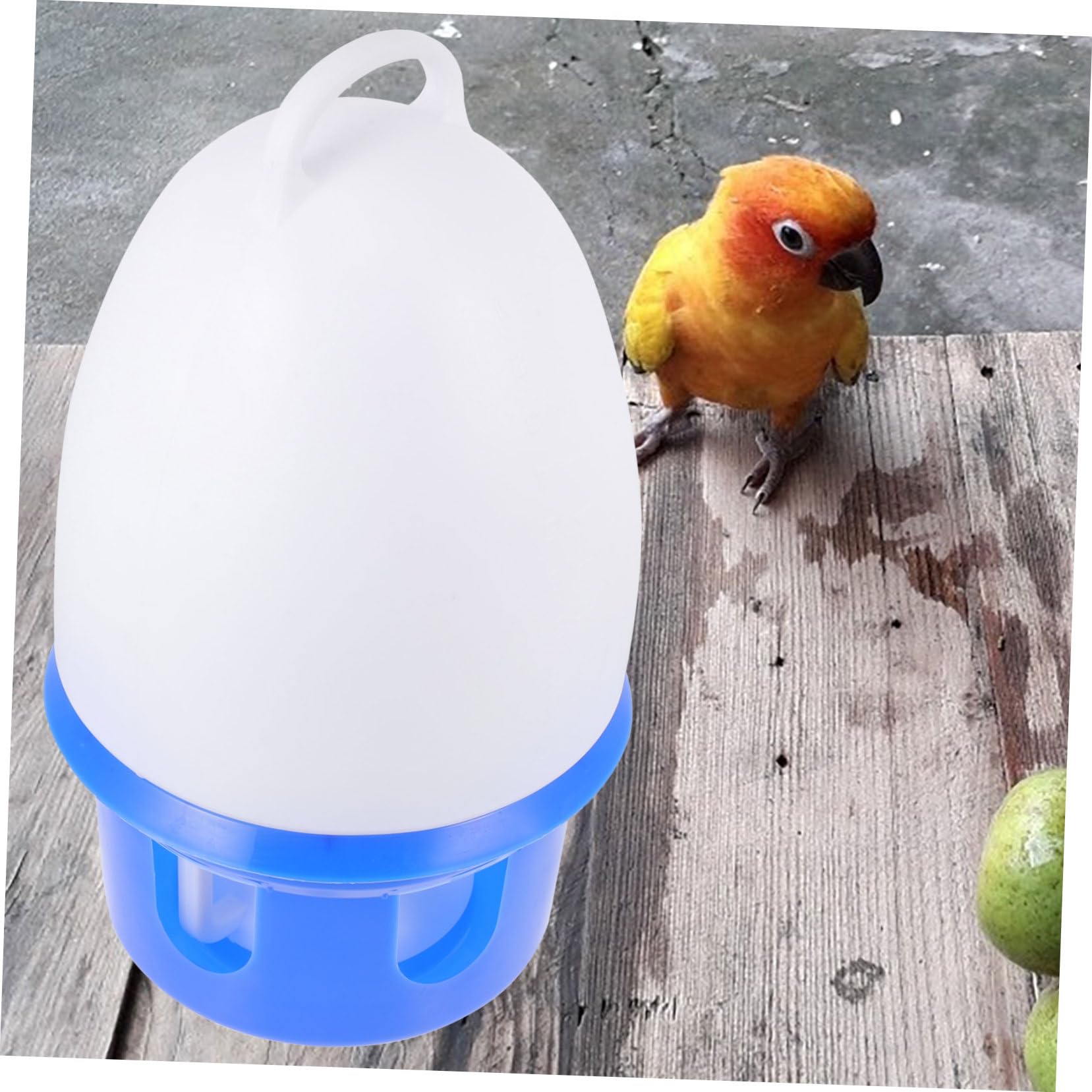 Abreuvoir pour Pigeons Bleu en PVC avec Échelle, Détachable