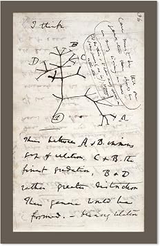 EvolveFISH Darwins Tree of Life Poster - [11" x 17"]