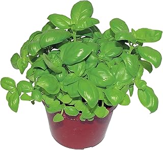 Albahaca Italiana Planta Natural para Hacer Pesto y para Cocinar Albahaca de Hoja Ancha