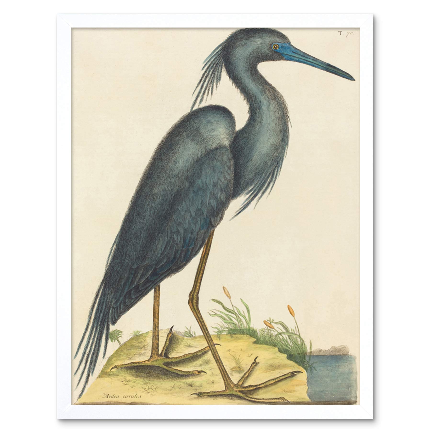 Wee Blue Coo Catesby Blue Heron Art Print Framed Poster Wall Decor 12x16 inch