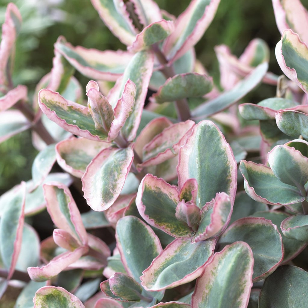 Amazon.com: Van Zyverden Sedum Winky Garden Succulent Foliage