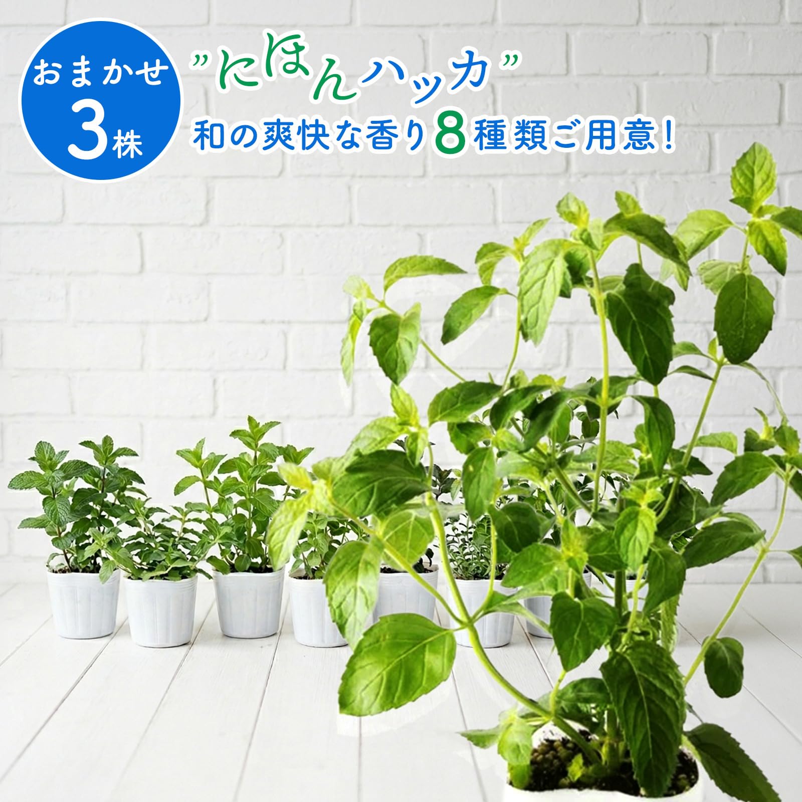 Amazon.co.jp: 【 品種おまかせ 】ニホンハッカ 苗 9.0cmポット 【3株