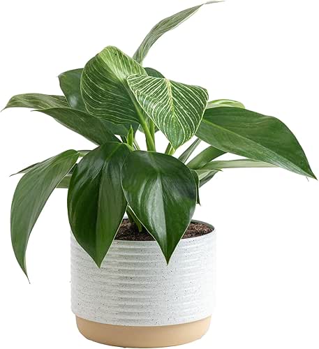 Costa Farms Philodendron Birkin Live Plant in Decorative Pot, Air