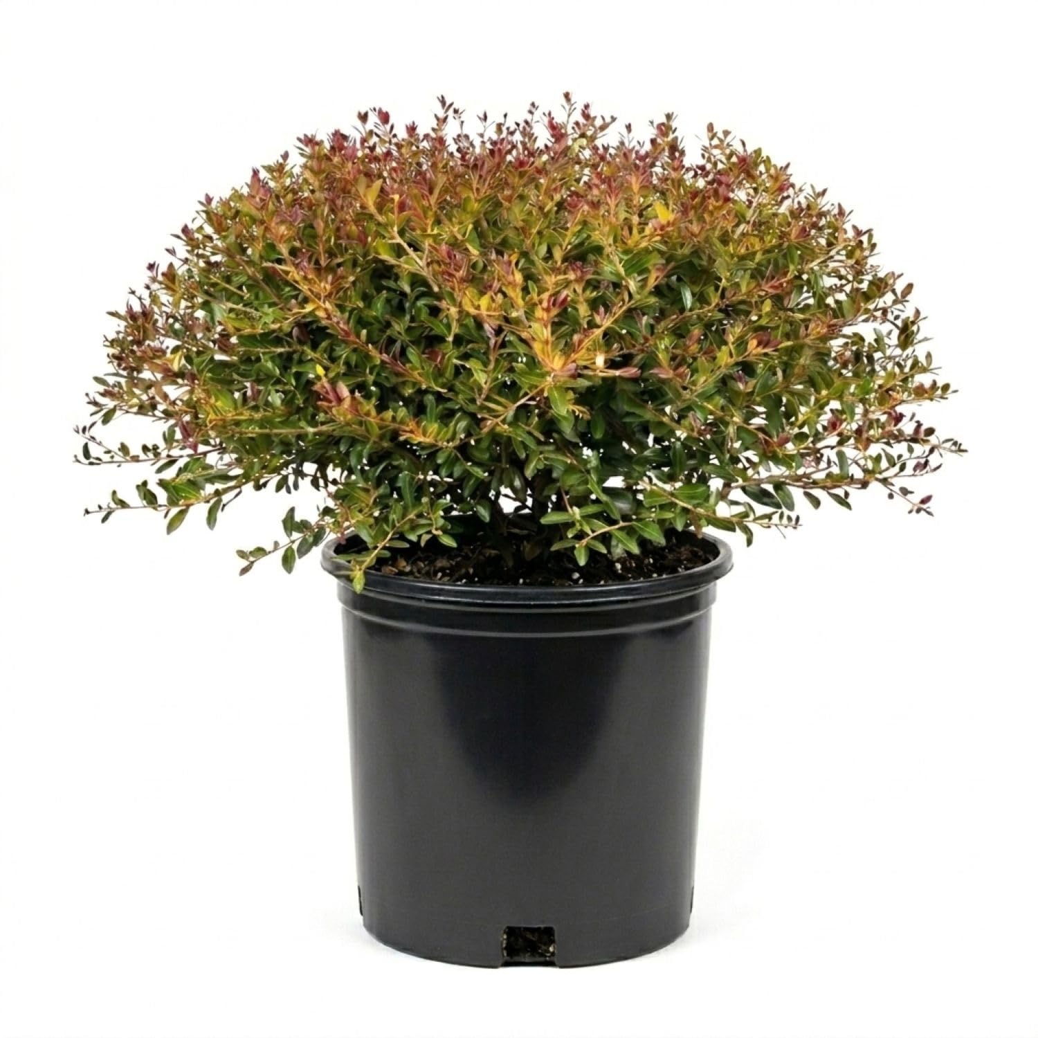 Yaupon Bordeaux Dwarf Holly