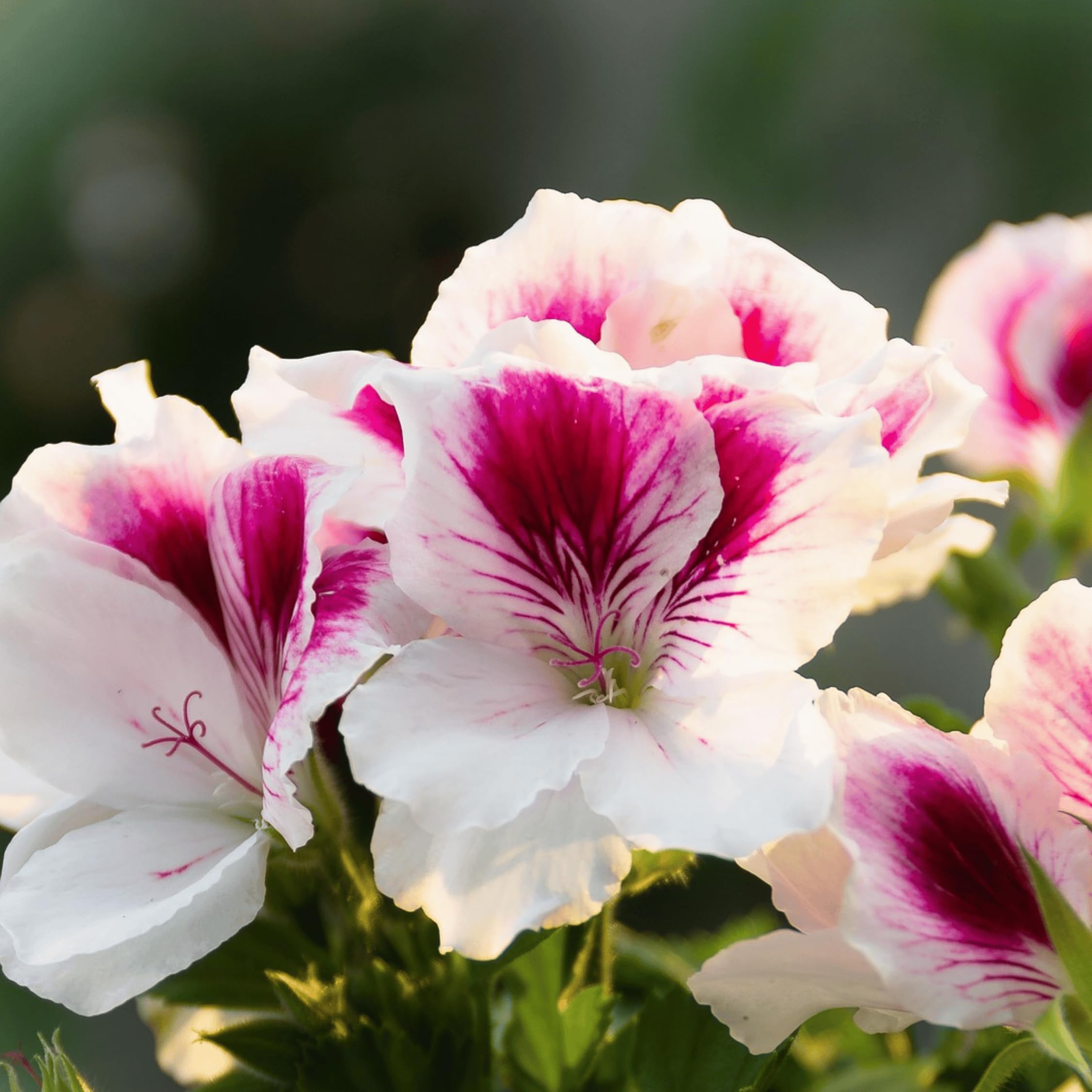 Plant in a Box - Pelargonium - Set da 6 pezzi - 3 diversi tipi - Anti-zanzara - Vaso da fiori 10,5 cm - Altezza 15-25 cm