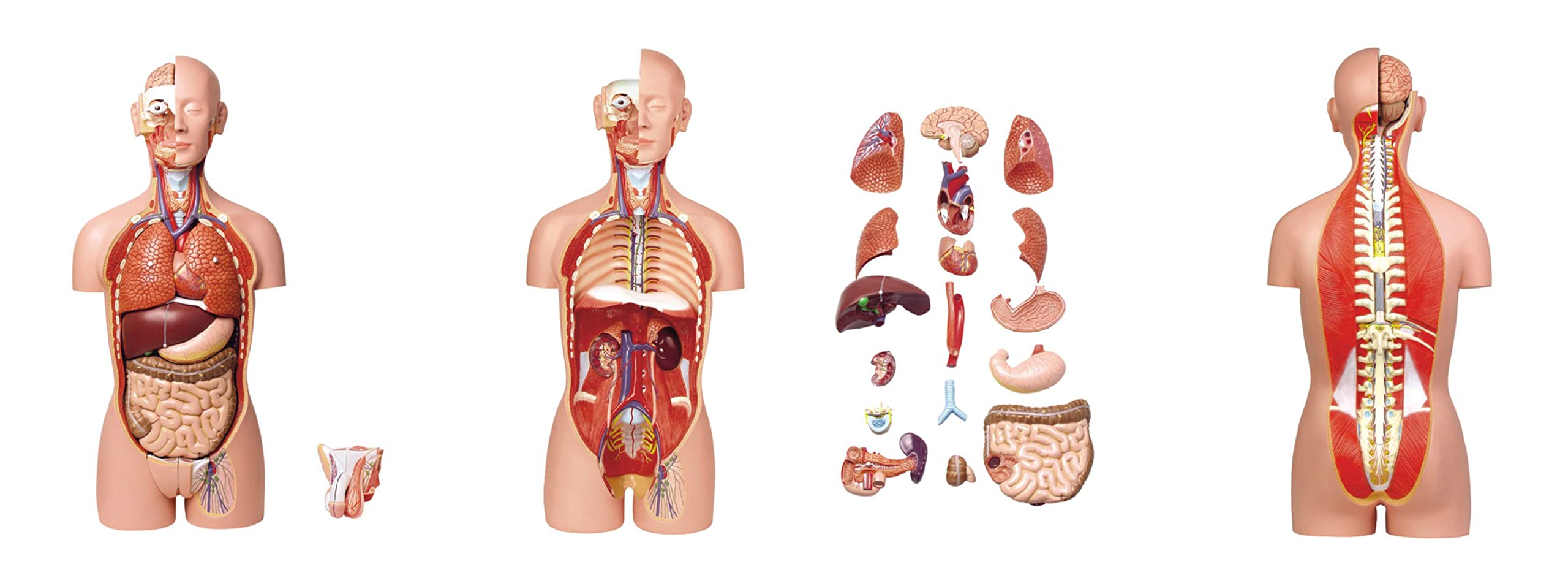 ZX | Human Torso Deluxe Model 85 cm. 27 Parts 2-in-1 PVC